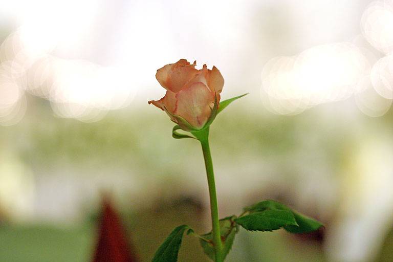 Click for original image