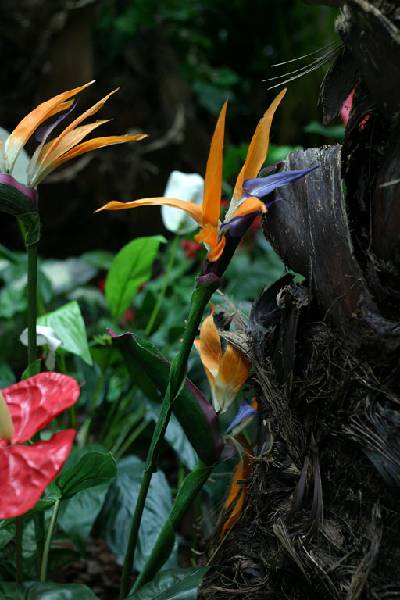 Click for original image